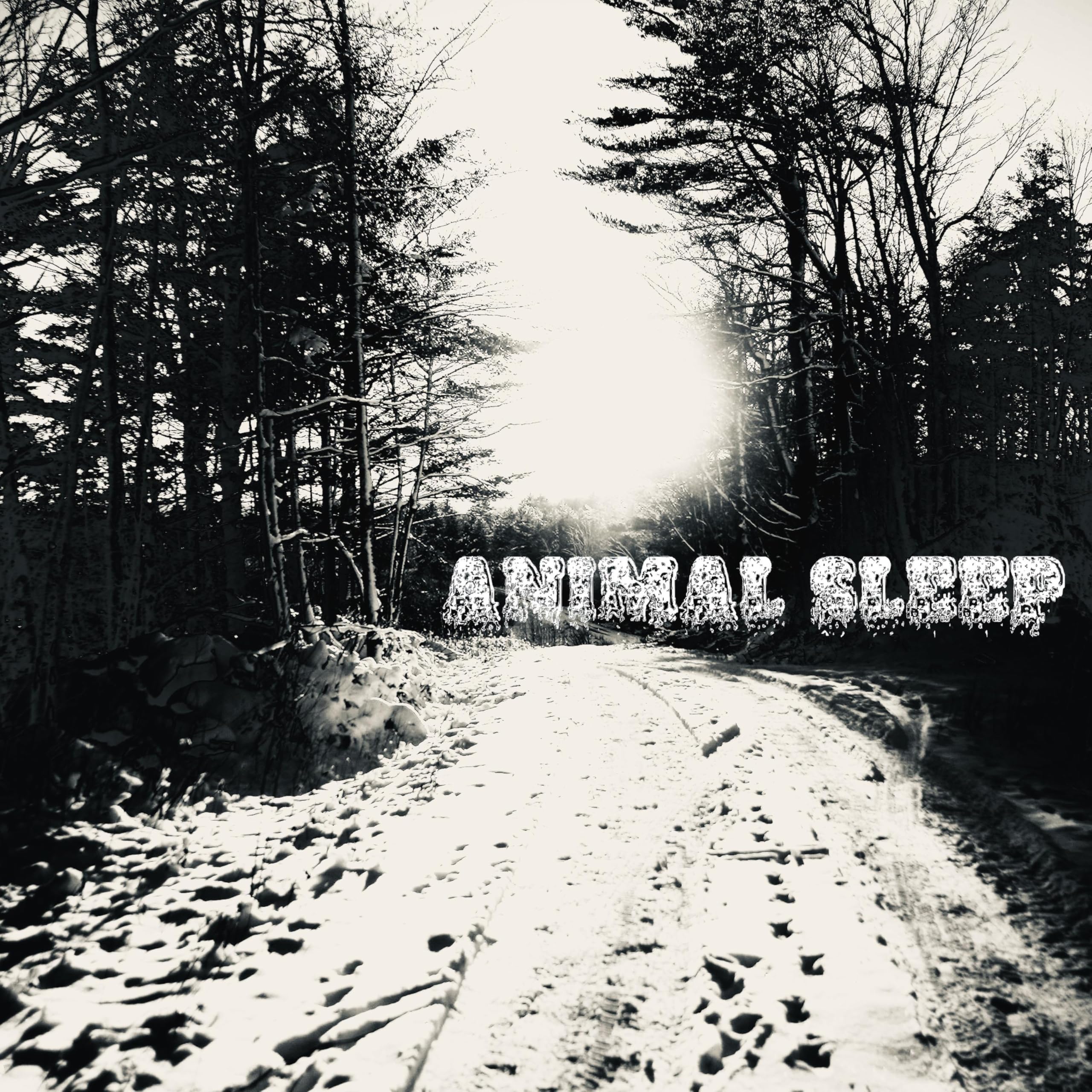 Animal Sleep