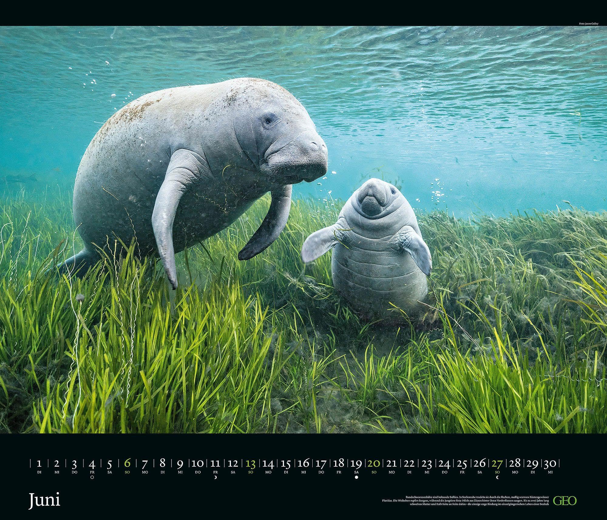 GEO Edition Tierwelten 2027 Wandkalender 70x60 cm mit 12 Tierfotografien, deutschem Kalendarium, Spiralbindung
