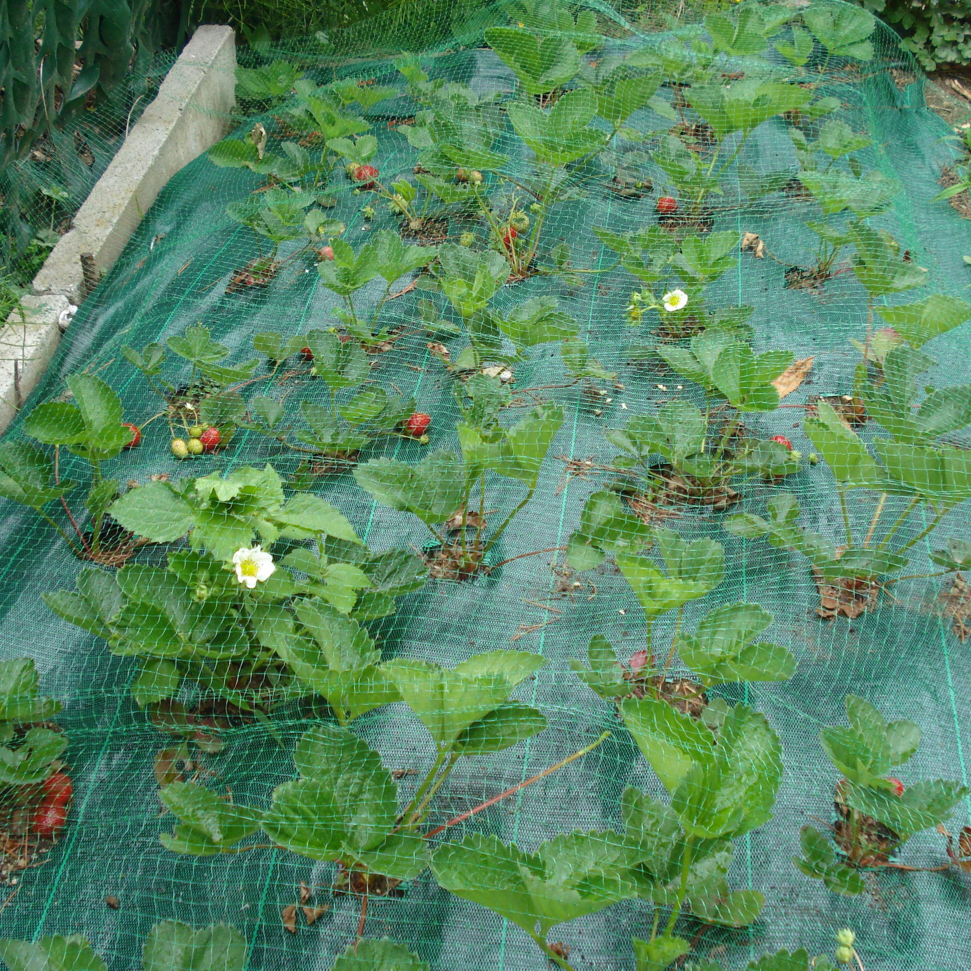 TENAX ORTOFLEX 2,00x5 m Vert Filet Anti-Oiseaux pour Protéger les Fruits et Cultures