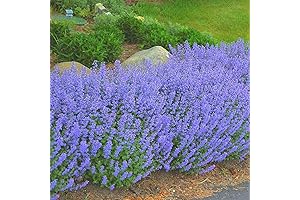 Cat's Pajamas Blue Wonder Catmint | Flourishing Feline Herb
