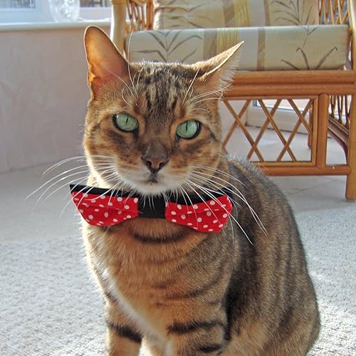 Miniatura 6 de SUCK UK Pajarita para mascotas