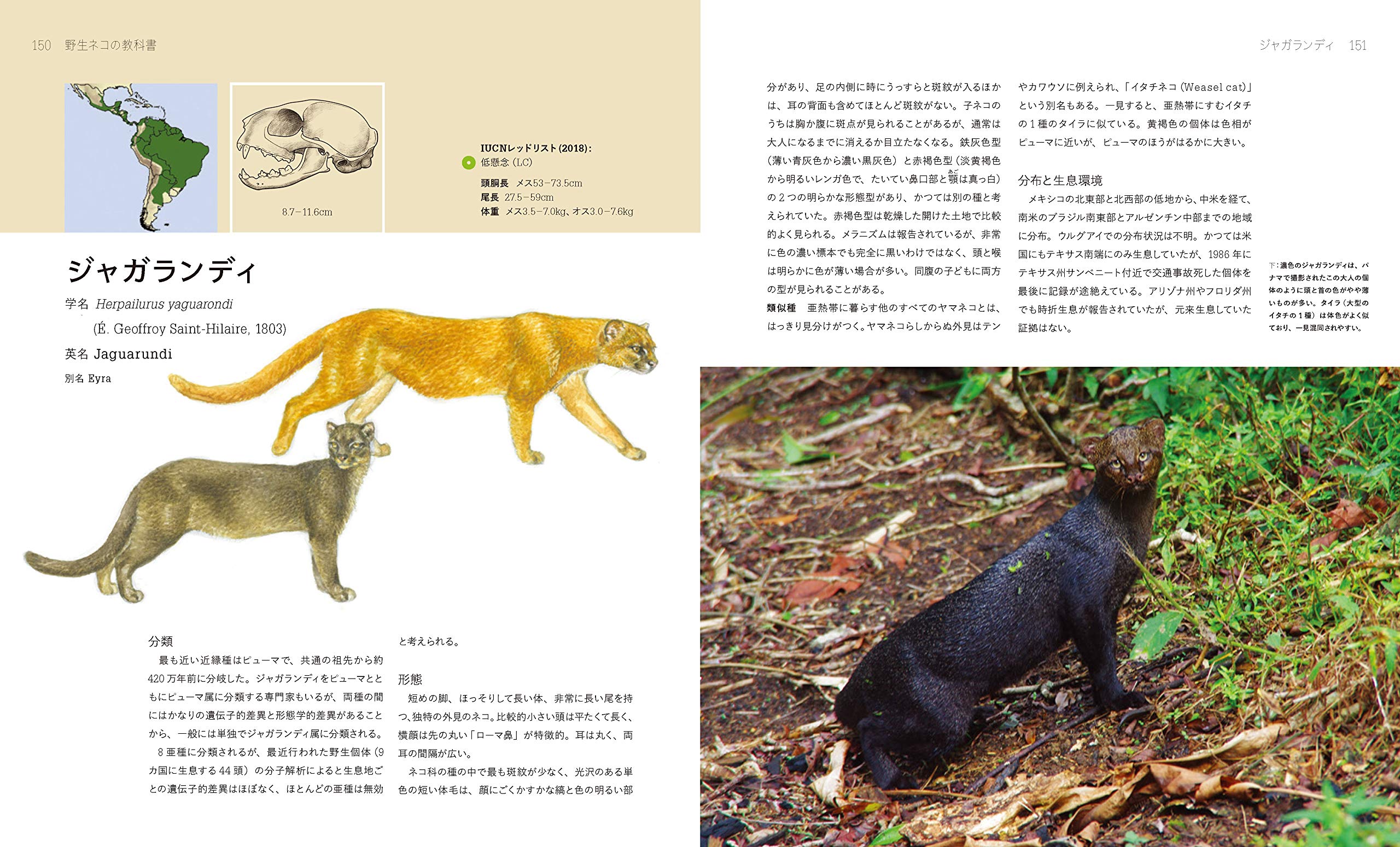 野生ネコの教科書 ルーク ハンター プリシラ バレット 今泉 忠明 山上 佳子 本 通販 Amazon