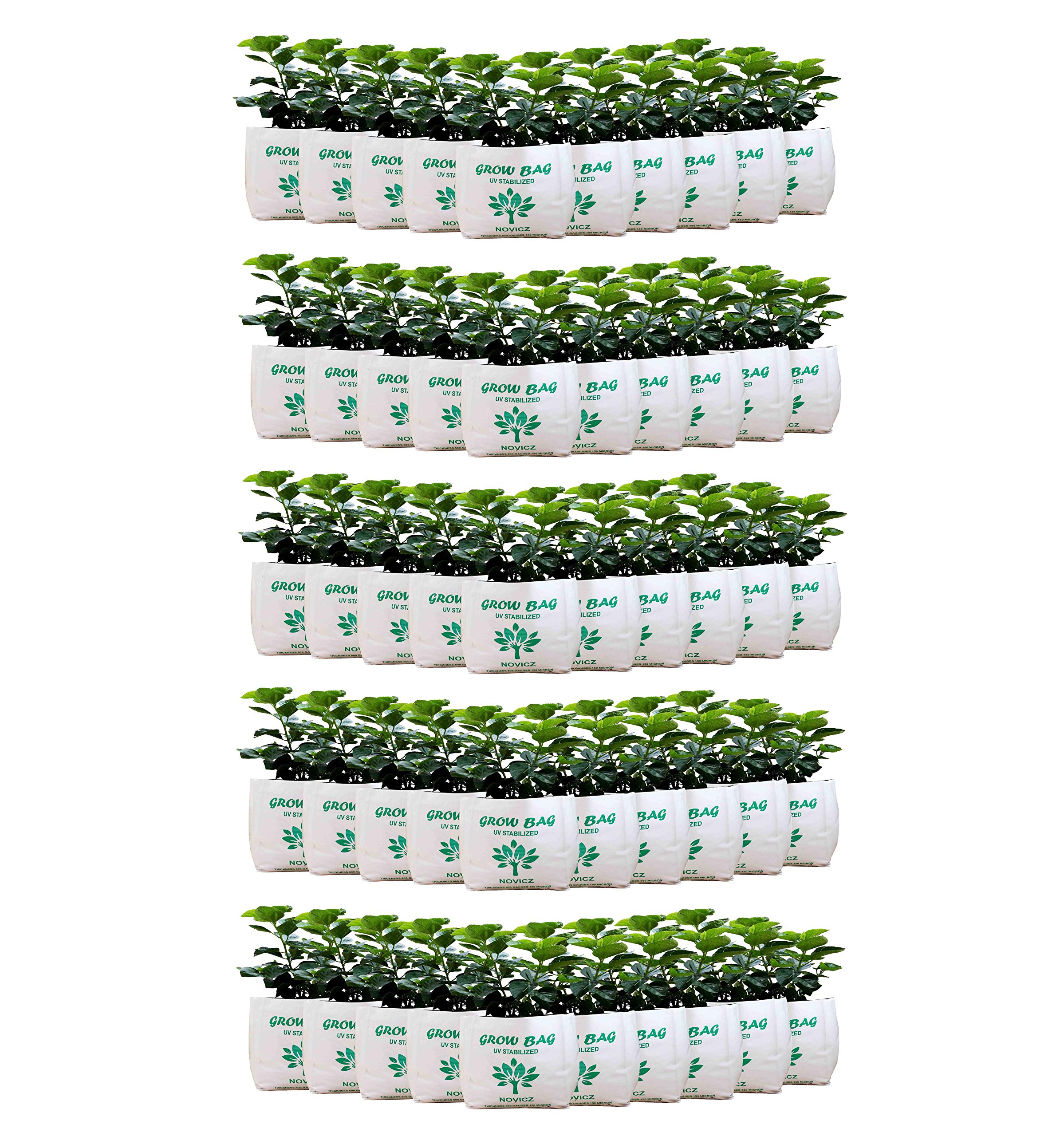 MJP-GROWBAG-40x24x24-PARENT (Set of 50) (B07PHRLT7H) Amazon Price History, Amazon Price Tracker