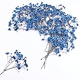LYFORTZY 30 PCS Sapphire Blue Dried Pressed Baby's Breath Flower +1PCS Tweezers.Small Flower Branches 2-4 Inches Long.Real Dried Pressed Flowersr .for Making Blessing Card/Resin Art/ DIY Candle Decor.
