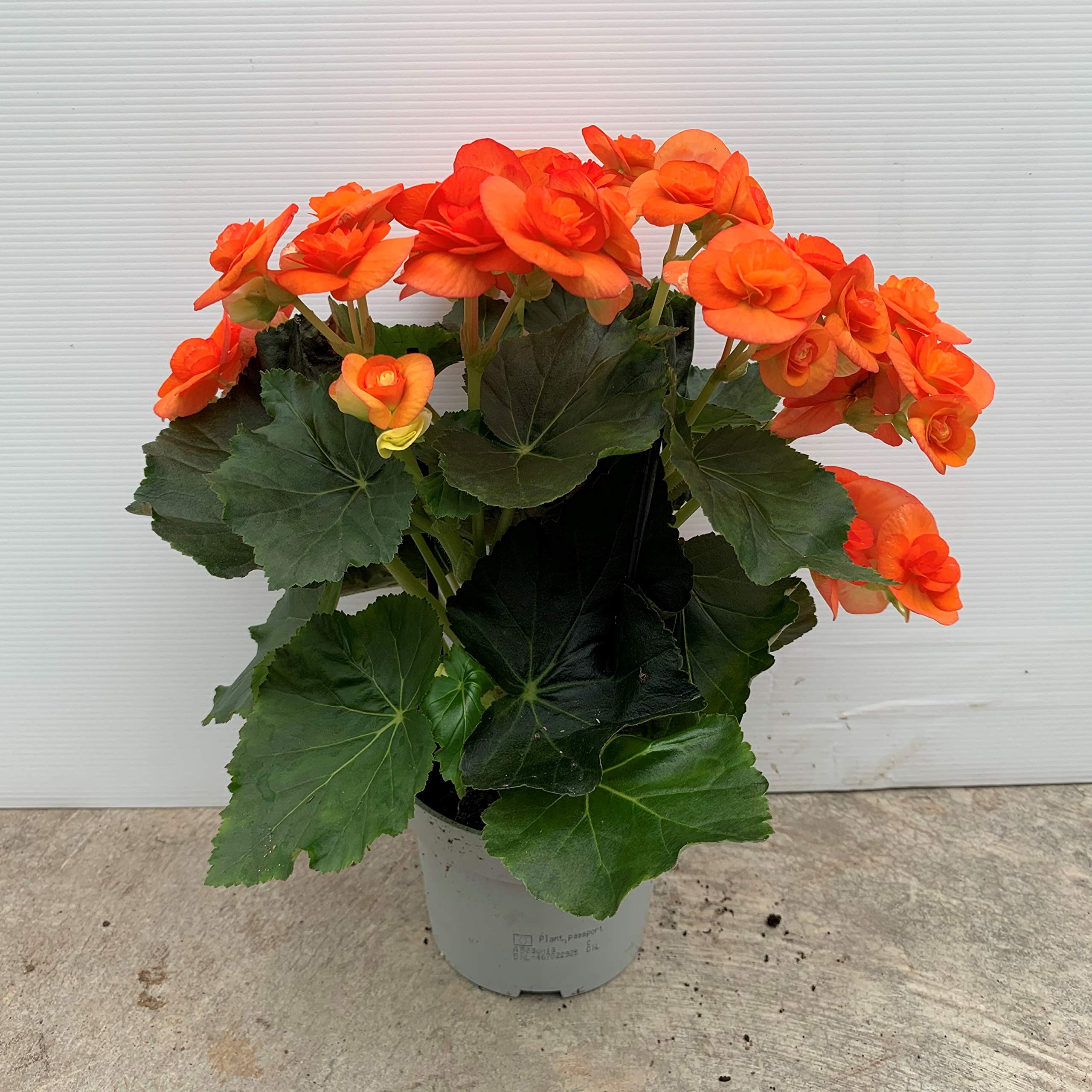 Begonia eliator - PACK 2 unidades - maceta 13cm - altura total aprox. 30cm. - apta para interior y exterior - planta viva - (envíos solo a península)