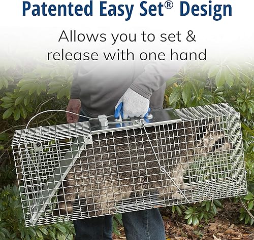 Miniatura 4 de Havahart 1085 - Trampa grande para animales vivos de 1 puerta, fácil de instalar, para armadillos, gatos, marmotas, ratas almizcleras, zorrillos,