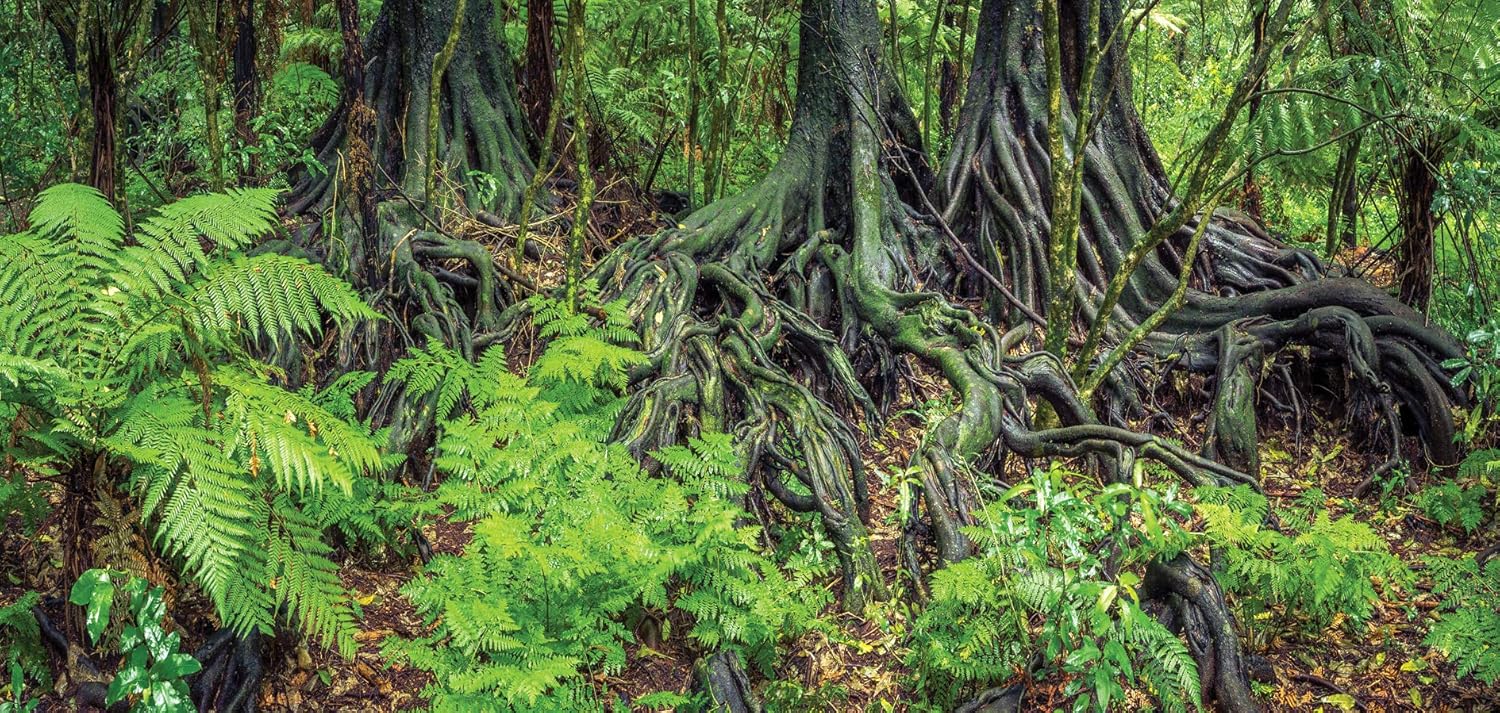 Reptile Habitat Background; Rain Forest Ferns & Roots, for 36Lx18Wx36H Terrarium, 3-Sided Wraparound
