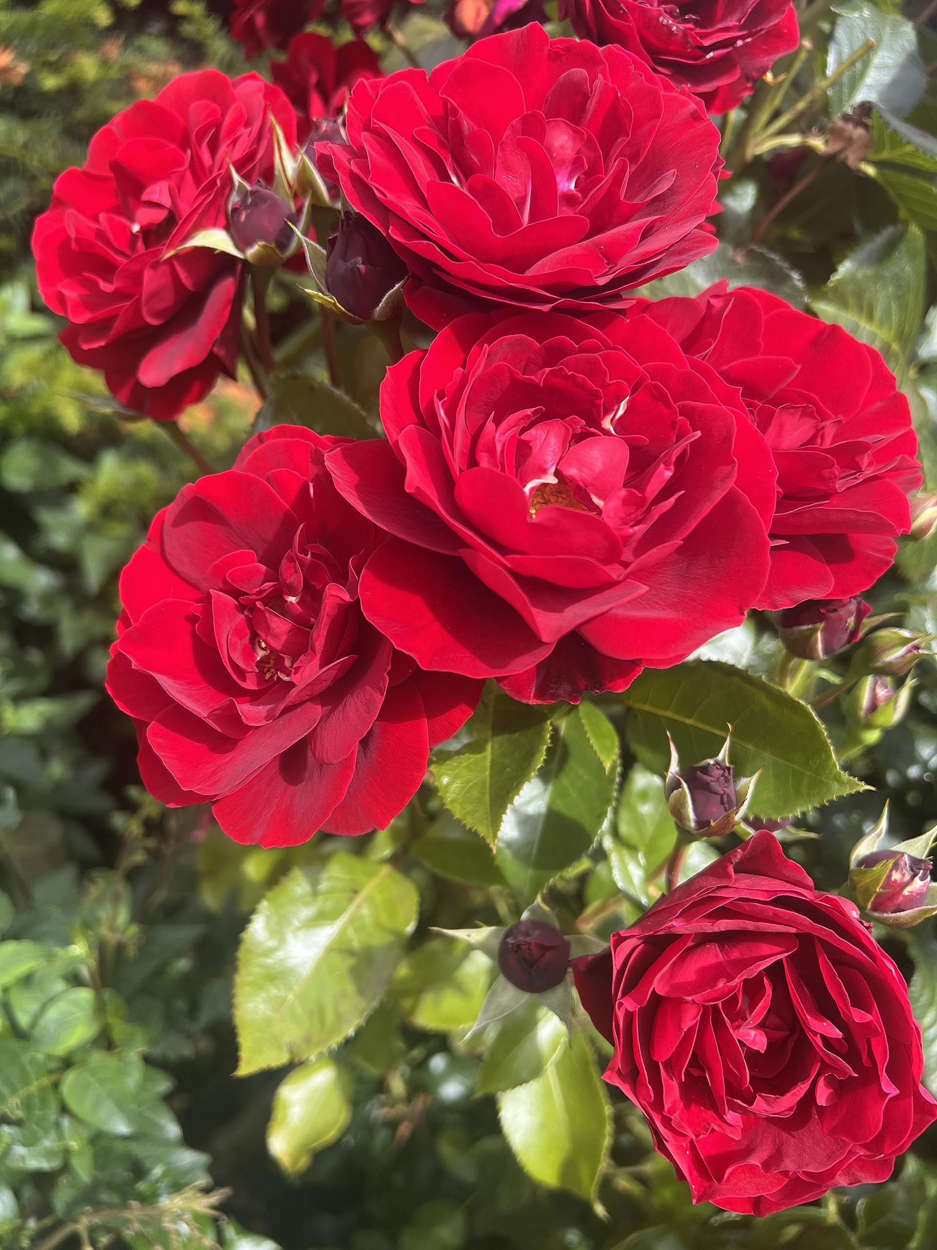 'Nadia' - Fragrant Red Rose - Potted Renaissance Rose