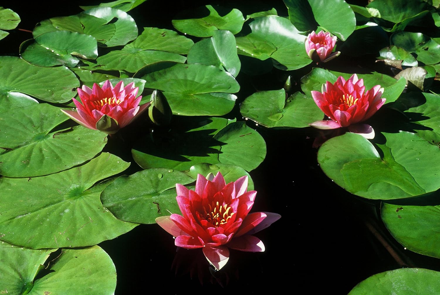 RED WATER LILY, ATTRACTION, SOLD AS: BARE ROOT