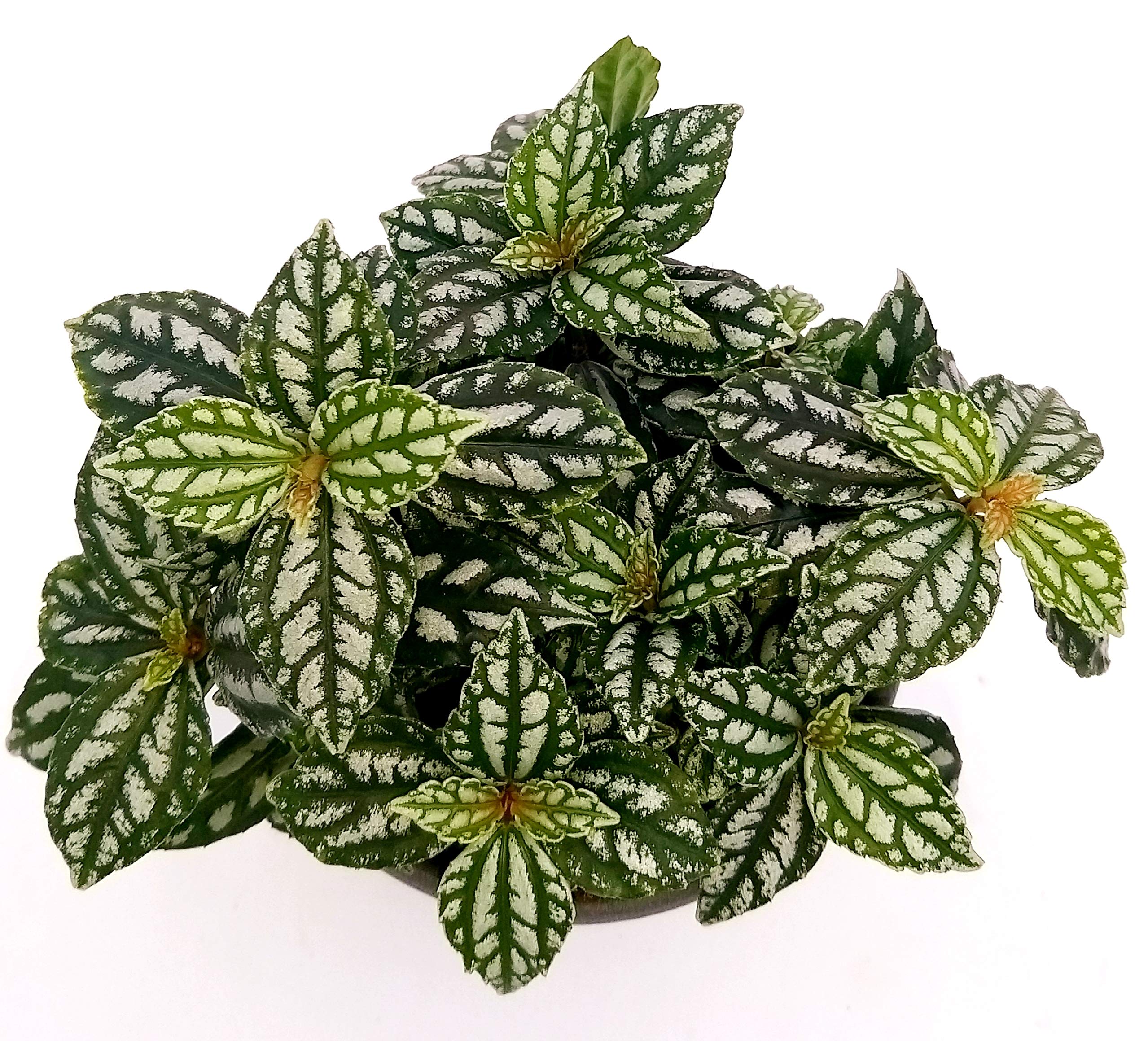 Piante da vaso: Pilea, Pilea cadierei, Pilea microphylla o P. muscosa