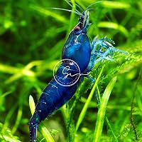 Swimming Creatures 20 Live Blue Diamond (Blue Dream) Premium High-Grade Neocaridina Shrimps for Aquariums