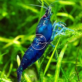 Swimming Creatures 20 Live Blue Diamond (Blue Dream) Premium High-Grade Neocaridina Shrimps for Aquariums