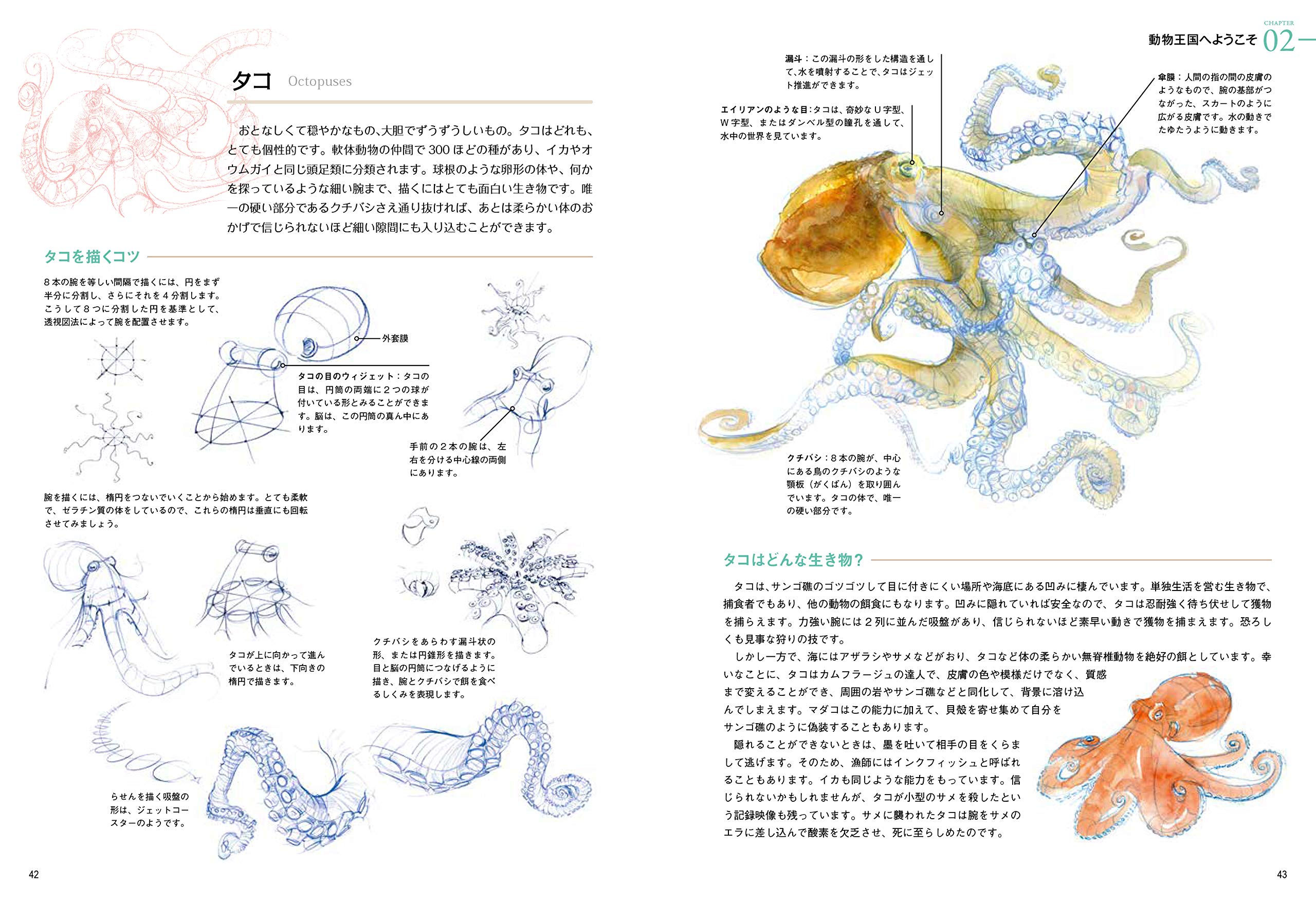 野生動物の描き方 生物の体の構造と仕組みをわかりやすく解説 ティム ポンド 本 通販 Amazon