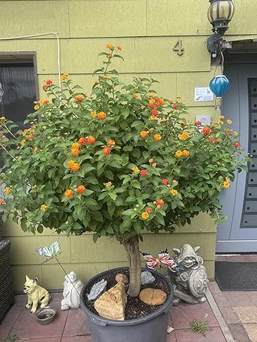 30 Lantana Camara, bandera española, Lantana de las Indias Occidentales, semillas de lava