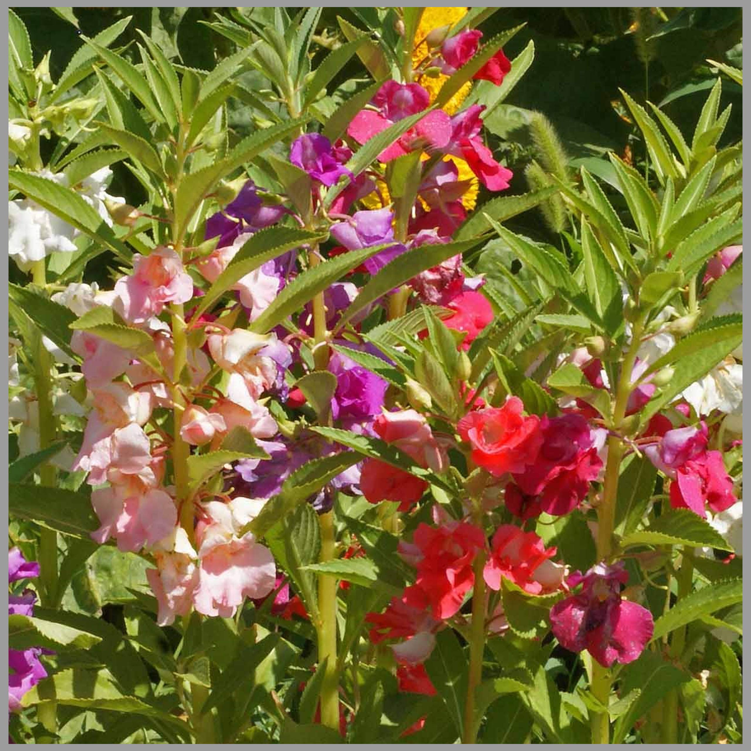 GardenHunt Balsam Single Mixed Color (Impatiens Balsmina) Flower Seeds (Pack of 30 Seeds) - GardenHunt (B087QRV4KG) Amazon Price History, Amazon Price Tracker