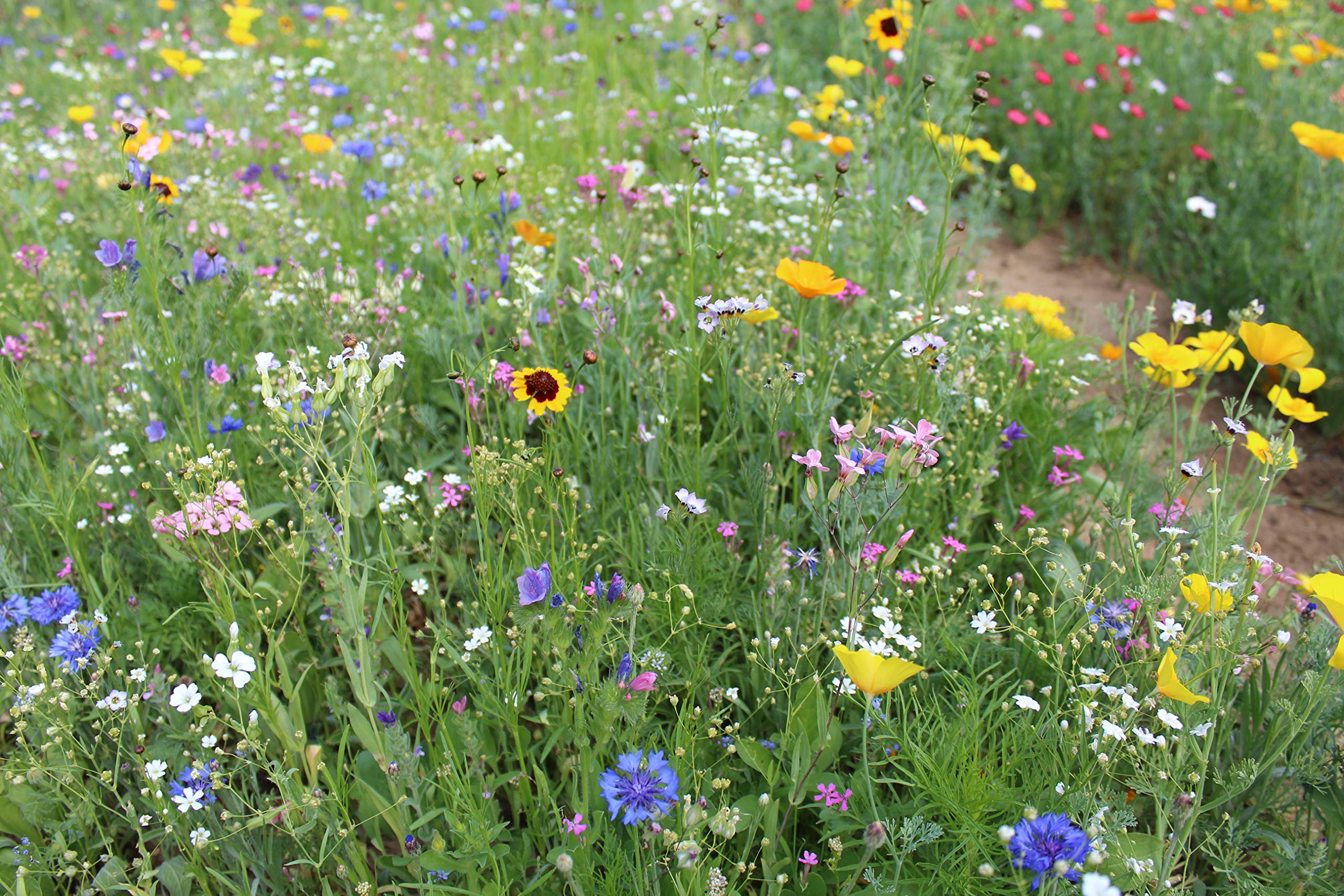 Blumenwiese LaFleur Chrono Der Allrounder Bienenwiese/Insektenwiese einjährige Blühmischung schnelle Blüte für ca. 75m², 300 Gramm