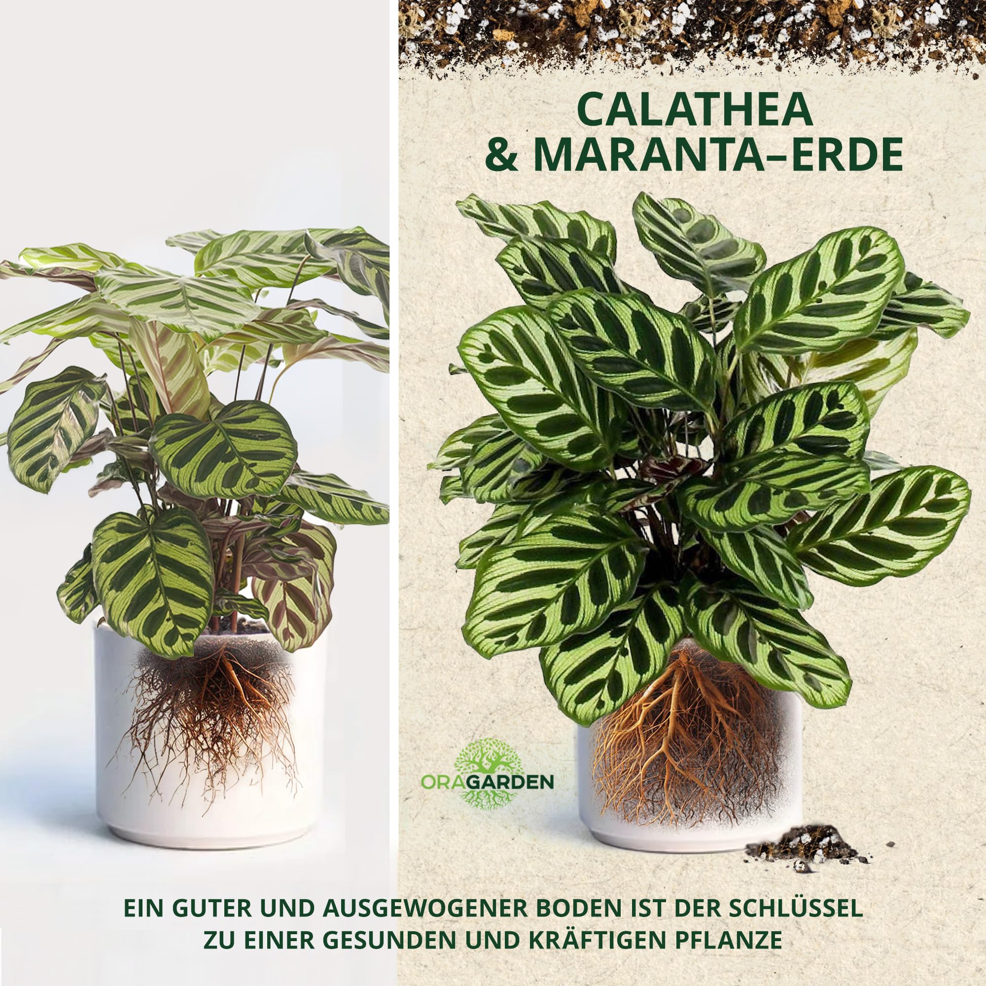 spike dracaena Dracaena, Spike main image 1