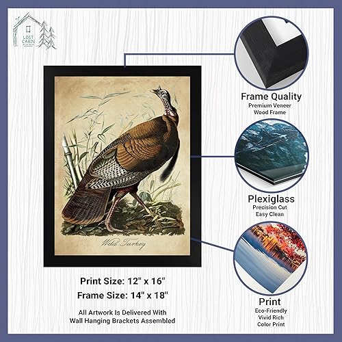 Miniatura 2 de Pavo salvaje por James Audubon - Marco biselado negro de 12 x 16 pulgadas  Decoración de pared enmarcada  Reproducción de pintura de arte fino
