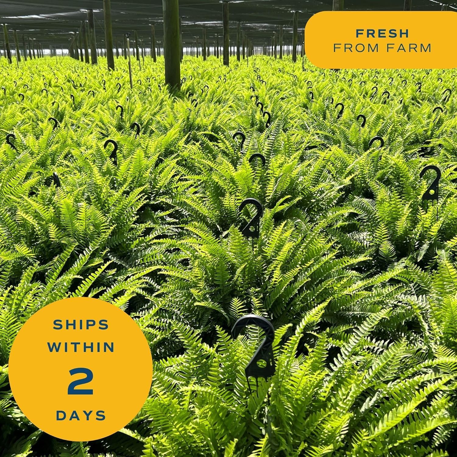 Costa Farms Kimberly Queen Fern Live Plant in Plastic Pot, Large Indoor & Outdoor Houseplant, Perfect for Home, Room, or Office Decor, Great House Warming or Birthday Gift, 2-3 Feet Tall