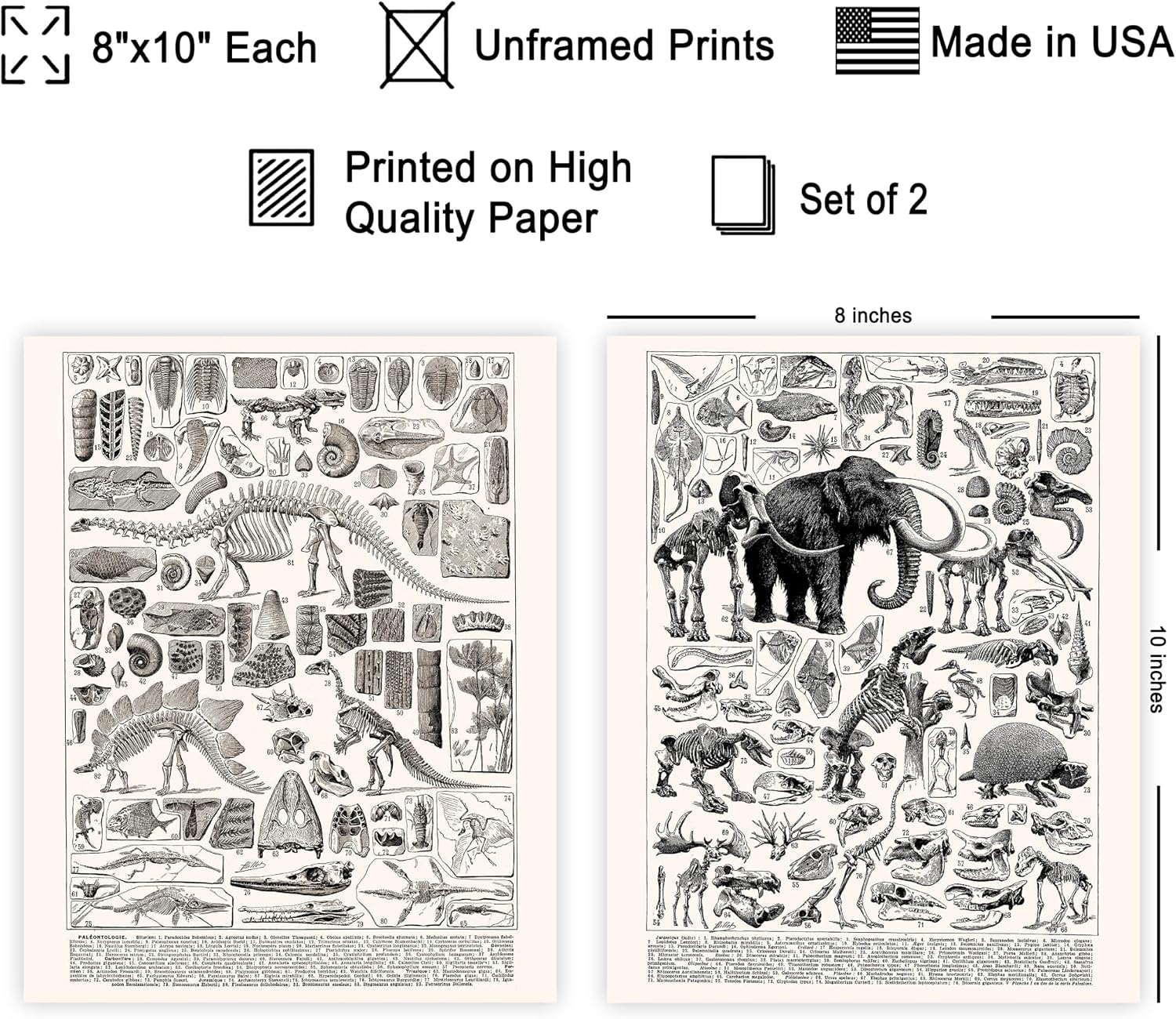 Poster Master 2-Piece Vintage Paleontology Poster - Retro Extinct Animals Print - Science Art - Fossil Art - Gift for Student & Teacher - Decor for Classroom, Dorm or Library - 8x10 UNFRAMED Wall Art