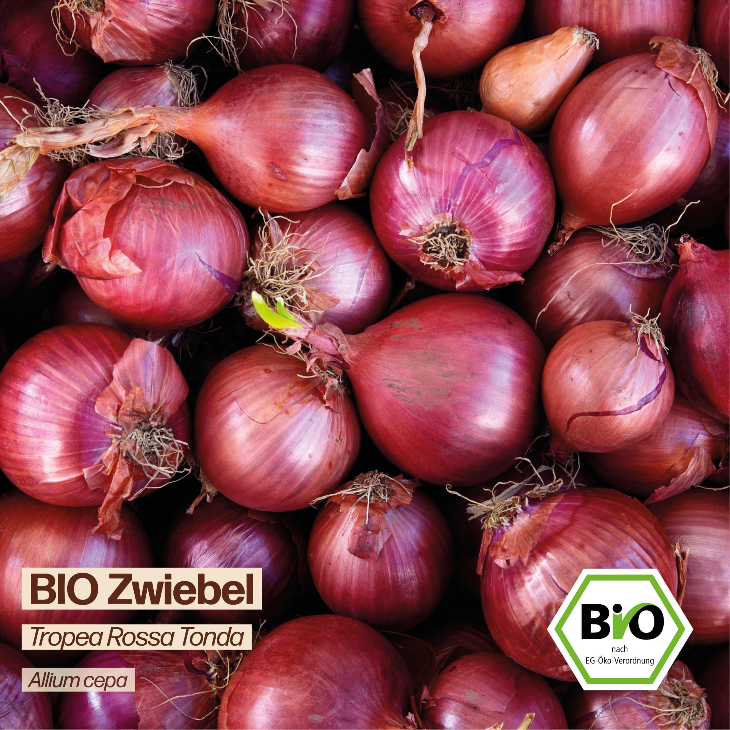 Samenliebe BIO Zwiebel Samen | italienische Tropea Rossa Tonda - rot -  samenfestes BIO Saatgut : Amazon.de: Garten