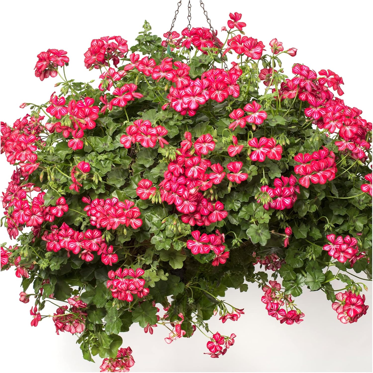 Trailing Geranium Happy Face Dark Red Mex 6 Starter Plants Geraniums
