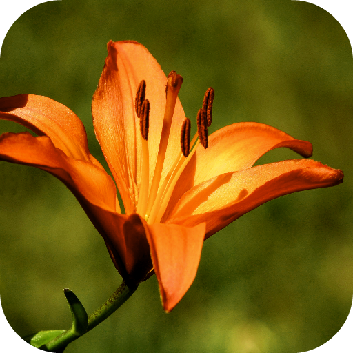 Lily Wallpapers - App on Amazon Appstore