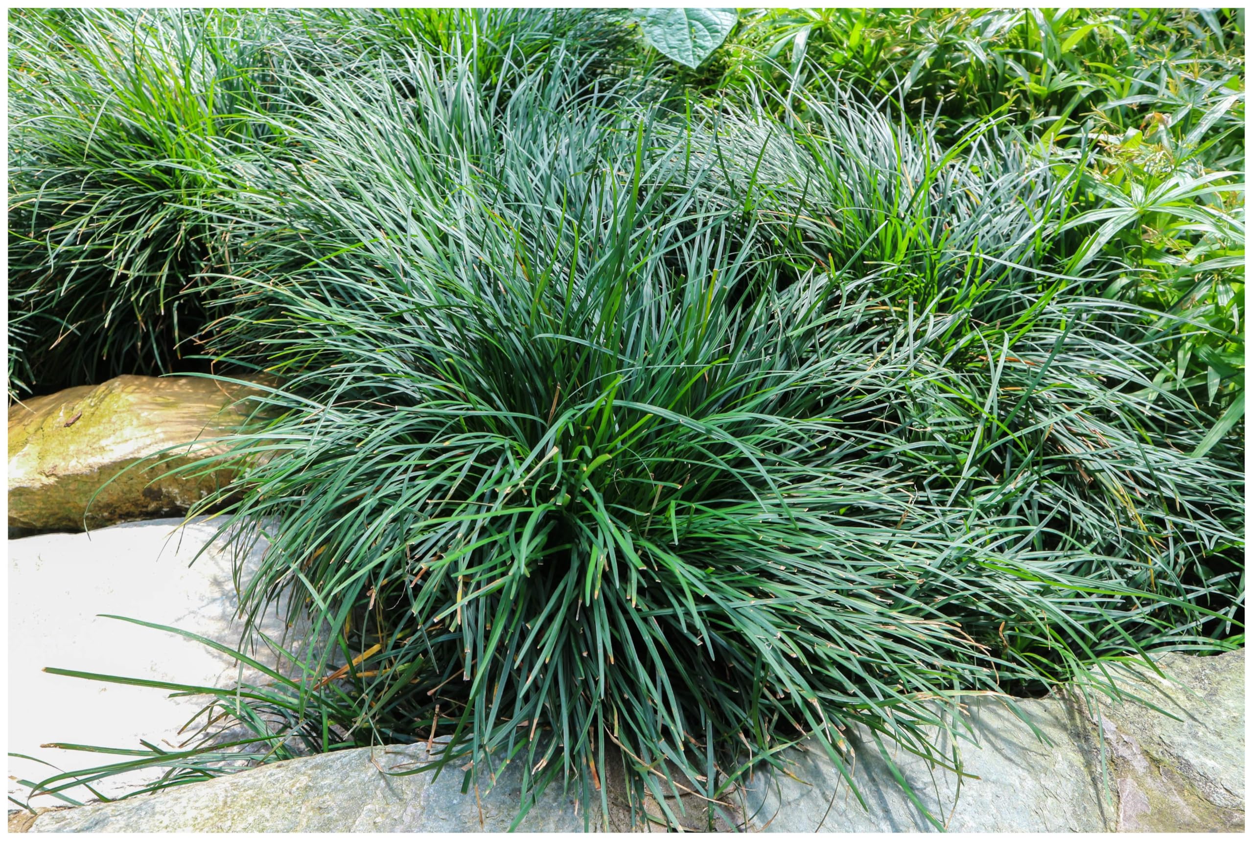 Stauden Gänge 10 x Ophiopogon japonicus Japanischer Schlangenbart