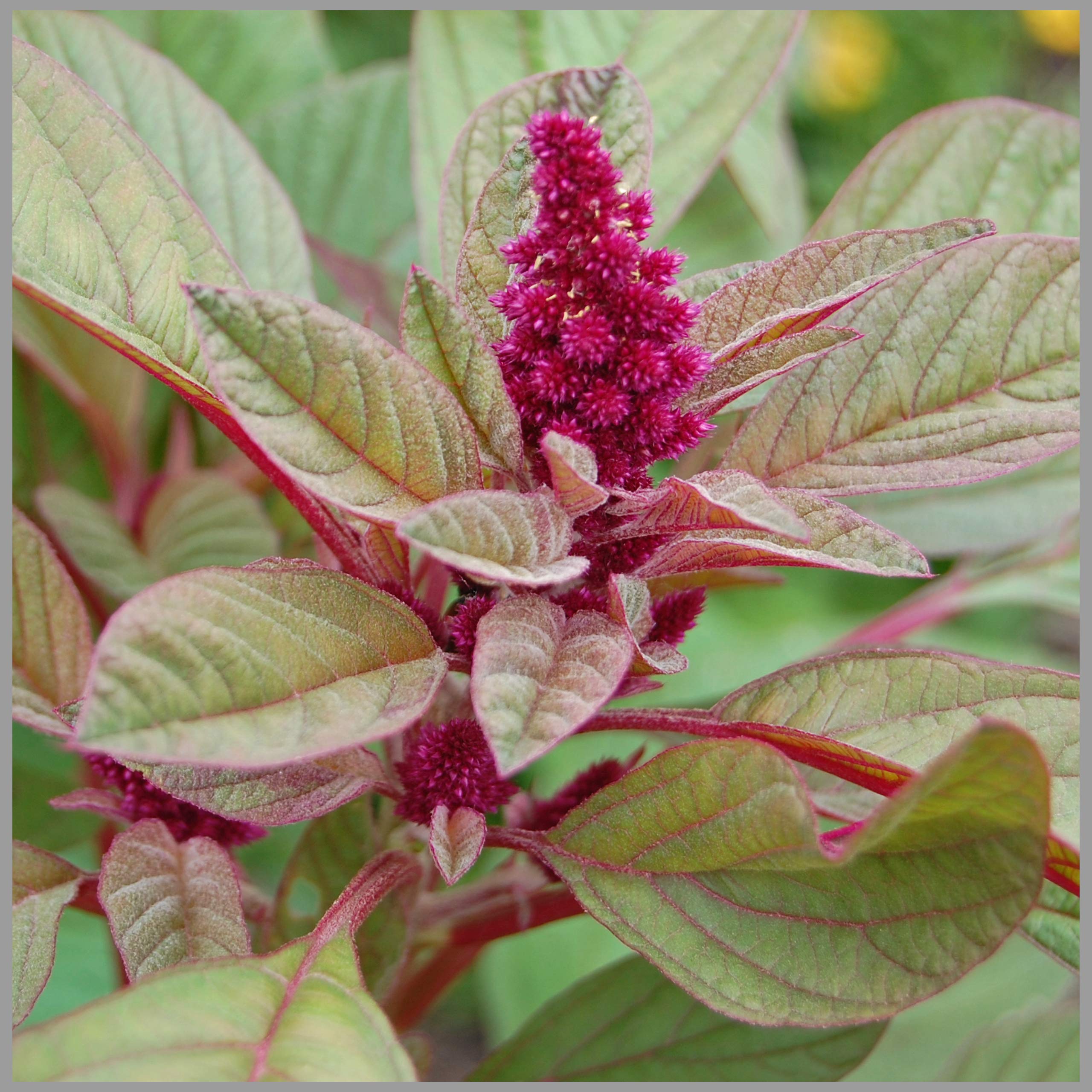 Amaranthus Cruentus (Thandu Keerai/Multicut Spinach) Traditional Seeds (Pack of 2500+ Seed / 15gm) - GardenHunt (B08SJ23ZNQ) Amazon Price History, Amazon Price Tracker