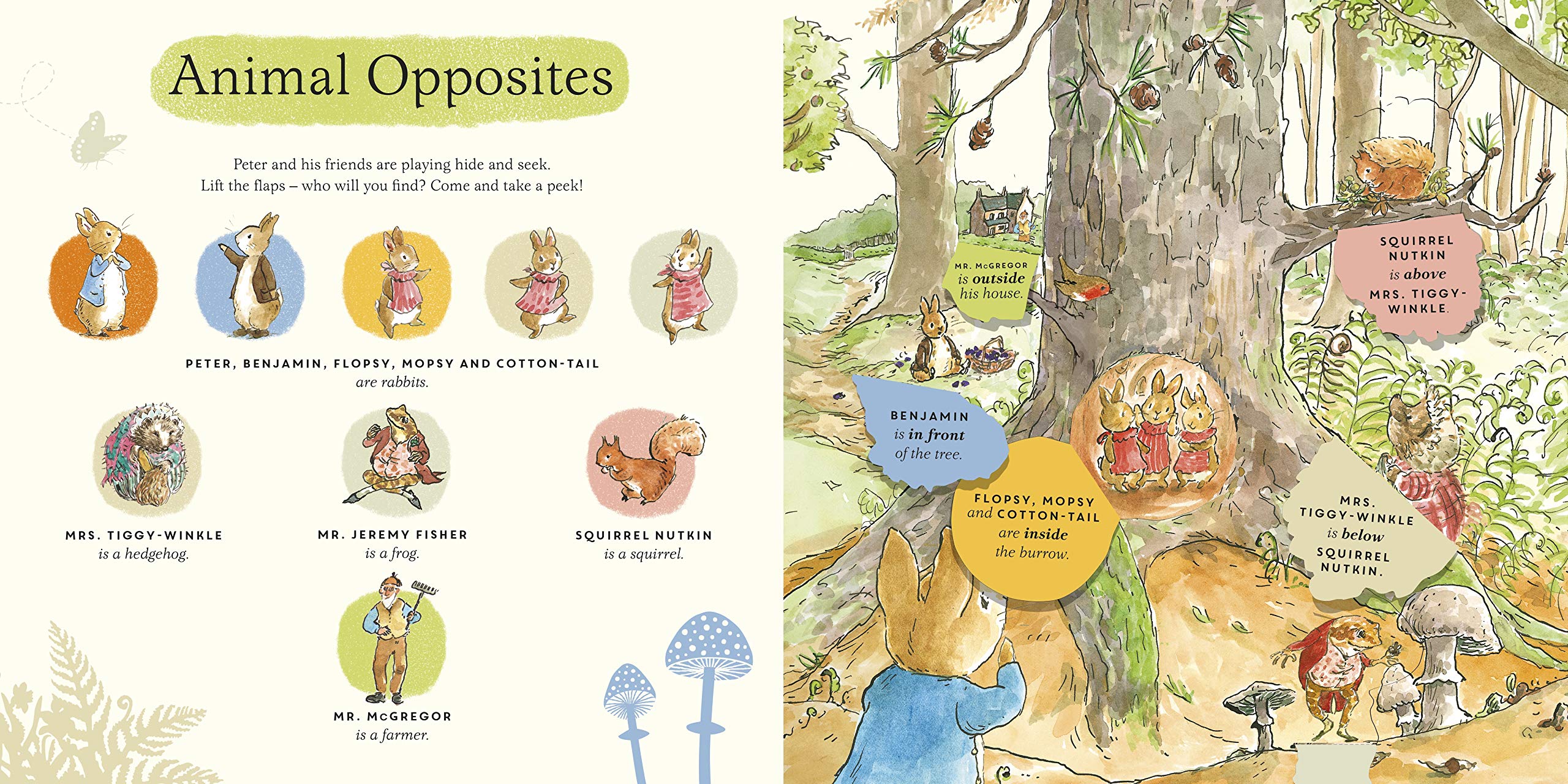 What Can You See Peter?: Very Big Lift the Flap Book