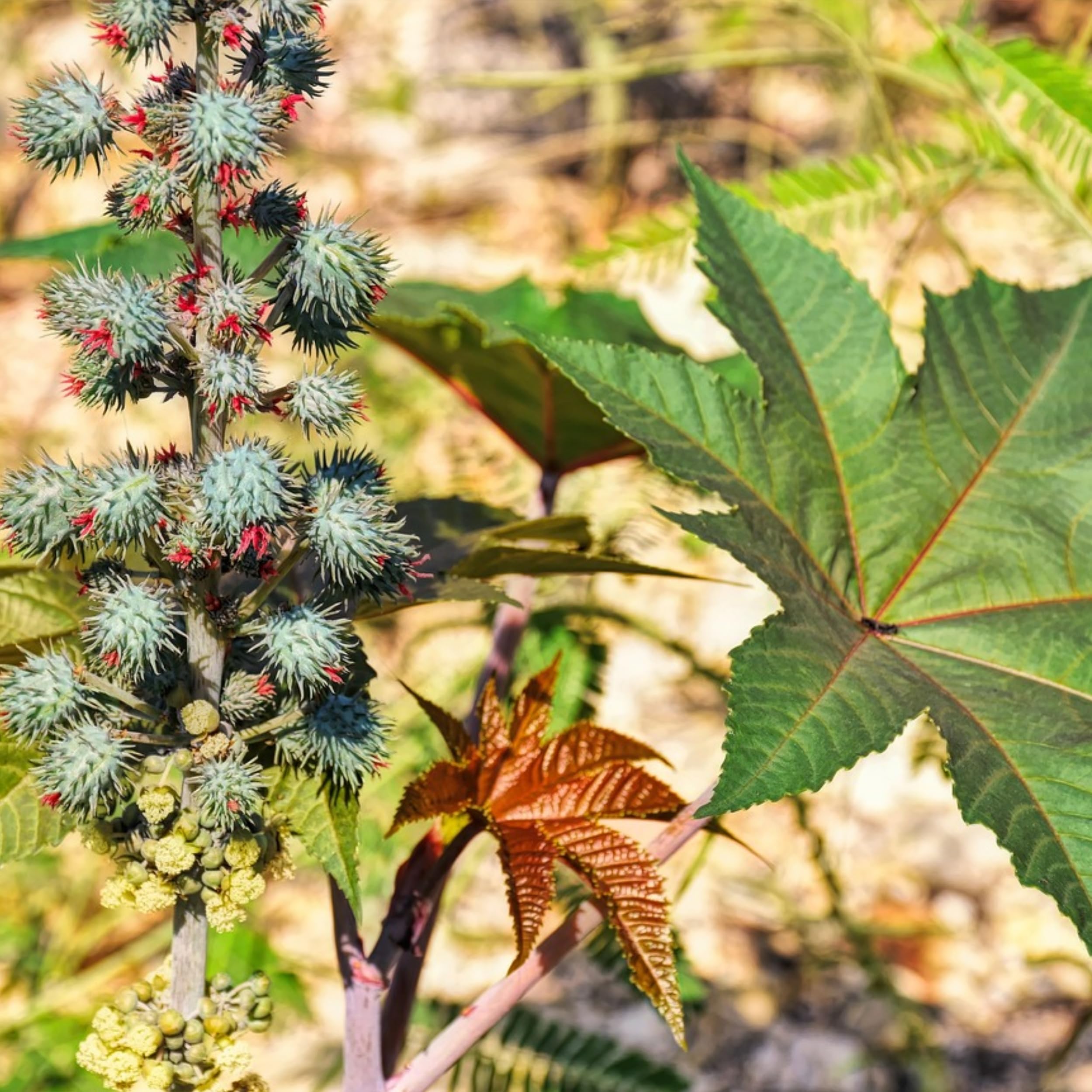 lot de 250 graines de ricin rouge ricinus communis à planter culture et récolte rapide des plantes. 250 pcs