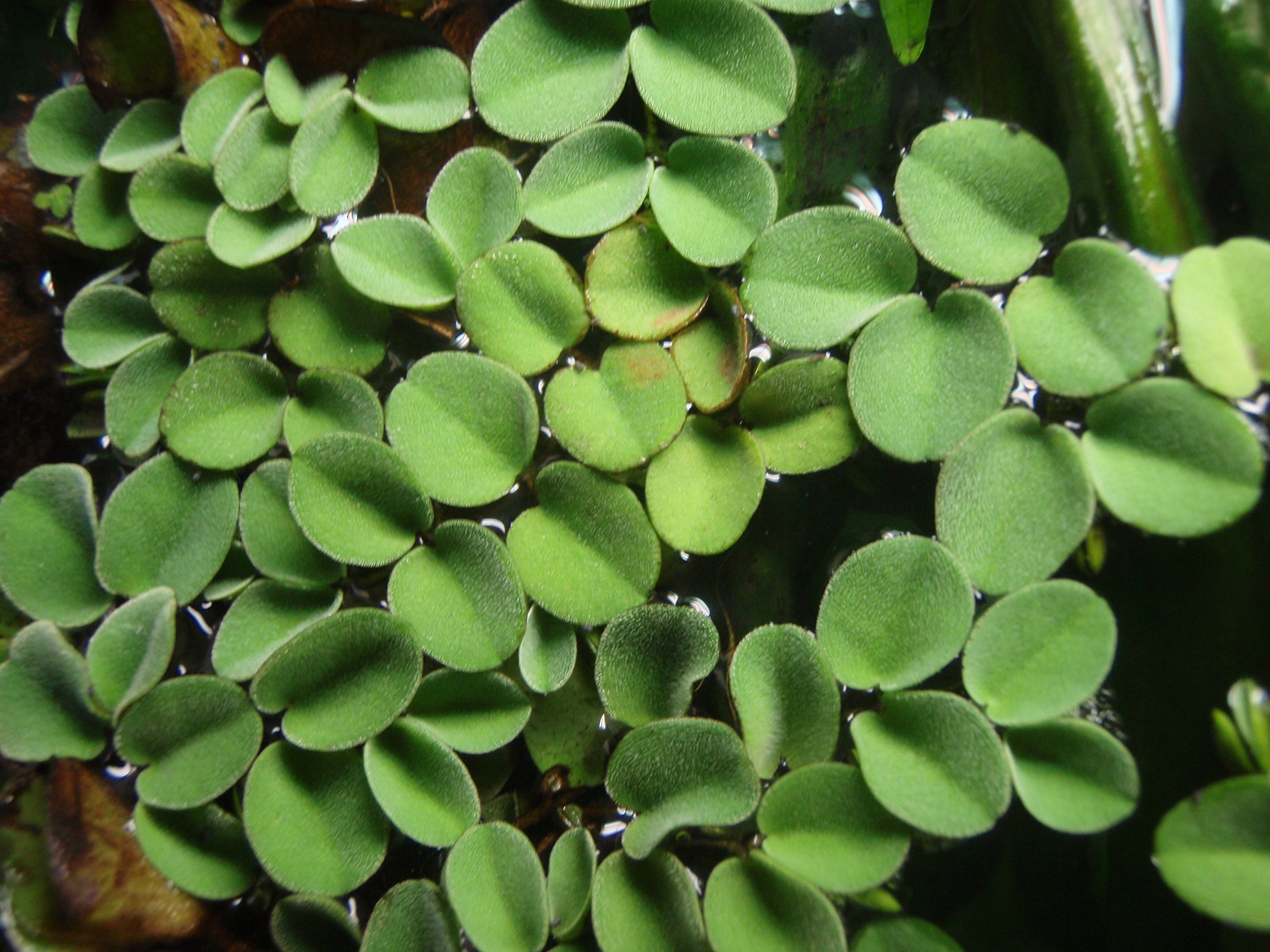 Salvinia auriculata / Salvinia natans - Porzione da 10 Piante flottanti vive per Acquario - pianta vivente per acquario