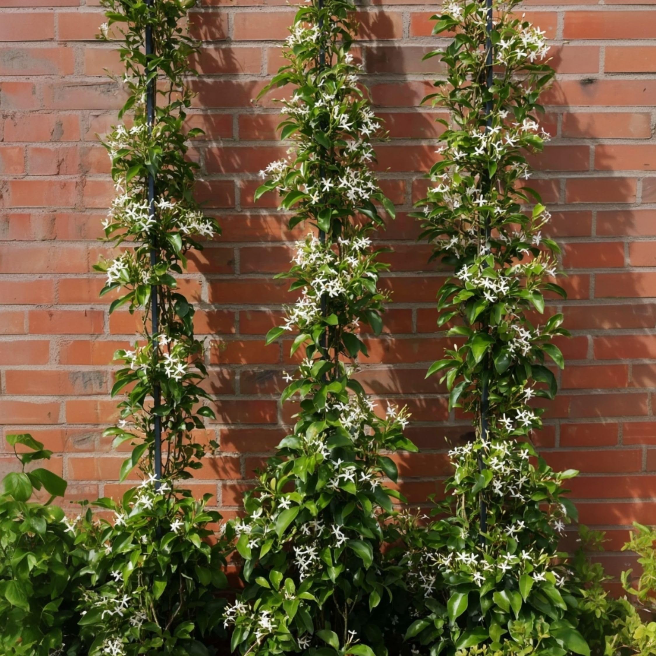 Plant in a Box - Trachelospermum jasminoides - XL Jasmin etoile grimpant - Fleurs blanc - Pot 17cm - Hauteur 110-120cm