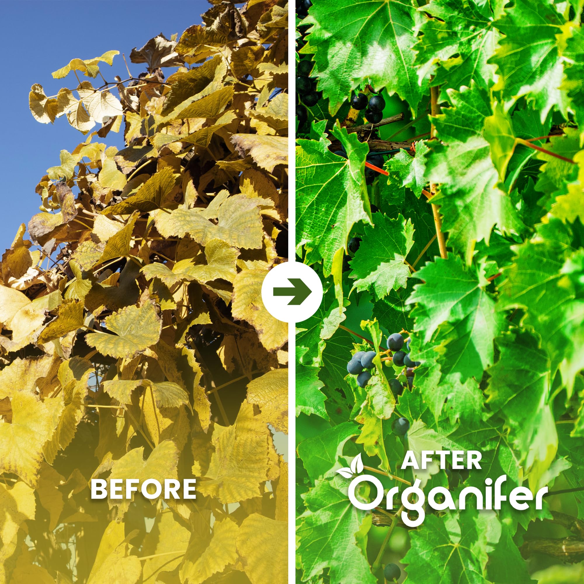 Fertilizante Líquido Para Vid - 4x1L - NPK 2-1-8 | Abono Para Hojas Saludables Y Crecimiento Fuerte - Refuerza Raíces Y Vitalidad - Organifer
