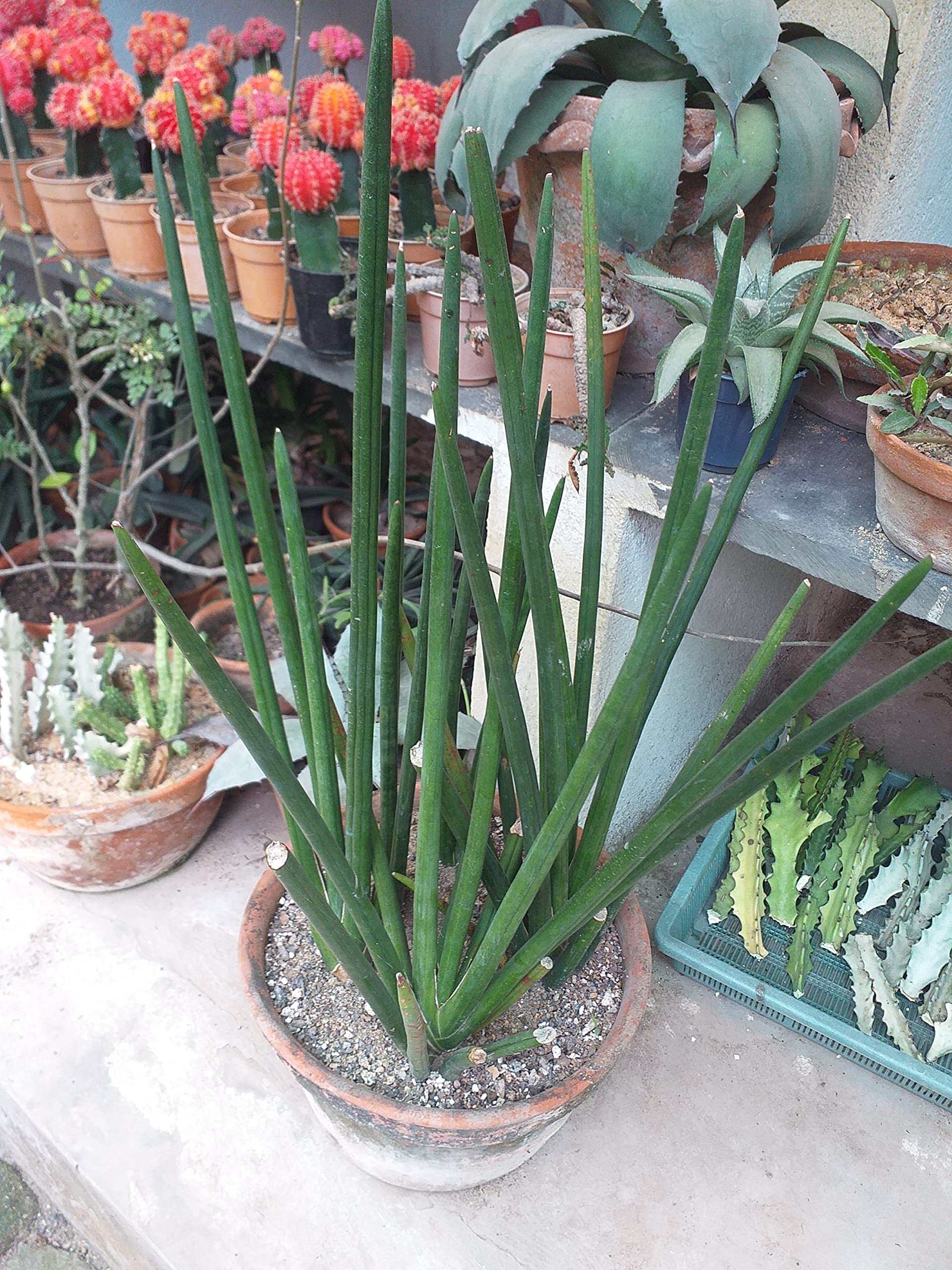topfpflanzen versand Alocasia Polly Ø:17 H:45 cm - Pflanzen sicher zu dir nach Hause main image 0