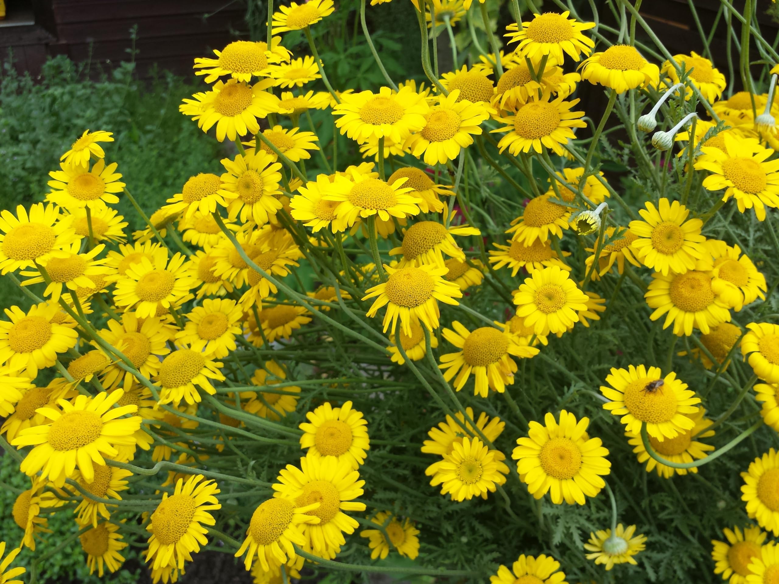 Färberkamille (Anthemis tinctoria) Samen. Färberpflanze, essbar (20000 Samen = 8,0g)