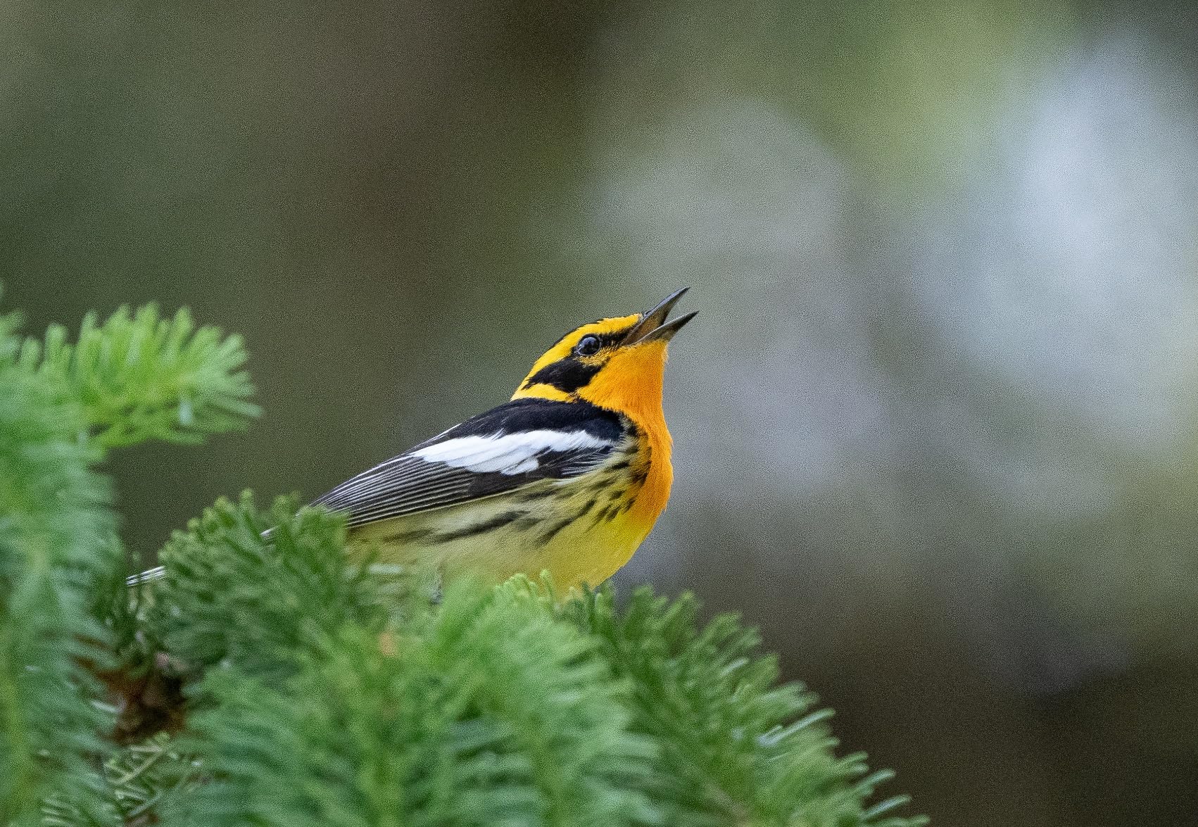 Sony A1 = Superb camera