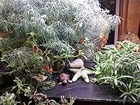 Review Image by Sharon Sharon