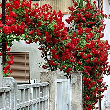Red Climbing Rose Seeds – Etoile de Hollande – Fragrant Heirloom Garden Rose – Oliseeds (20 Seeds)