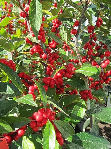 Vista 60 de Ganadores probados - Ilex verticillata Berry Heavy Gold (Winterberry) Arbusto, bayas de oro, 3 - Contenedor