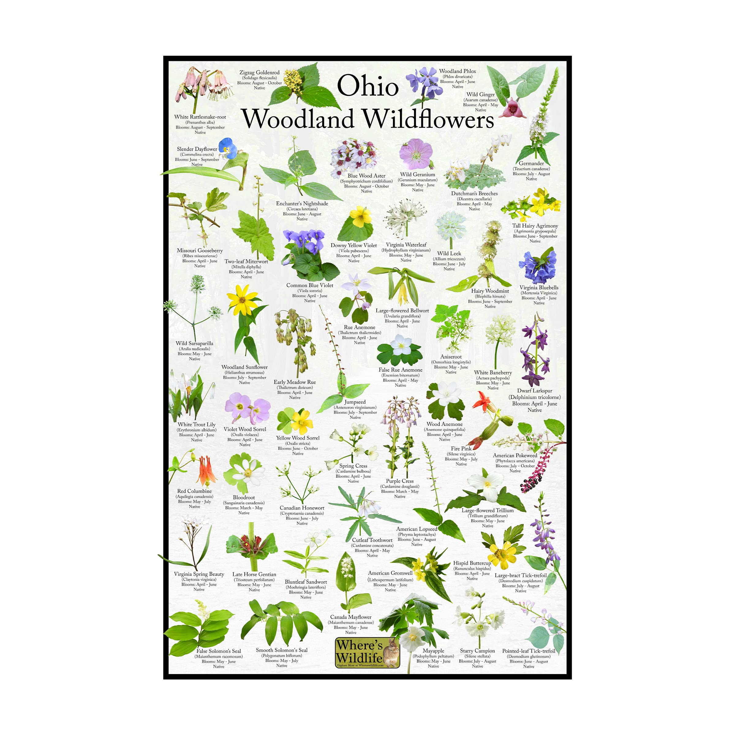 Where's Wildlife Ohio Woodland Wildflower Identification Chart | Picture ID Poster for Common Forest Flowers (8" x 12")