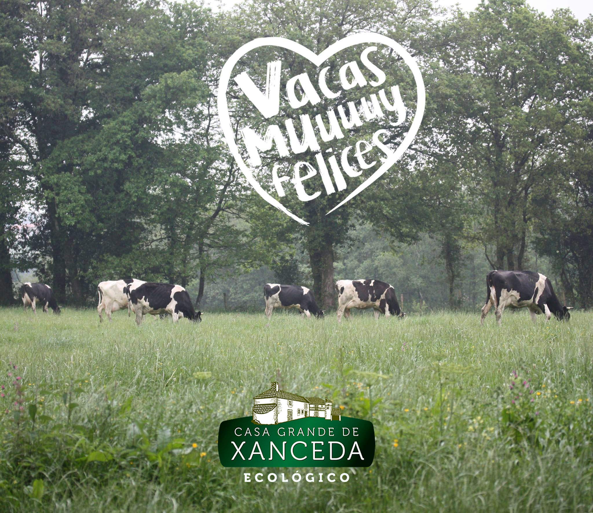 Casa Grande de Xanceda - Yogur ecológico de fruta ecológica Pack de 14 unidades (14 uds x90g)
