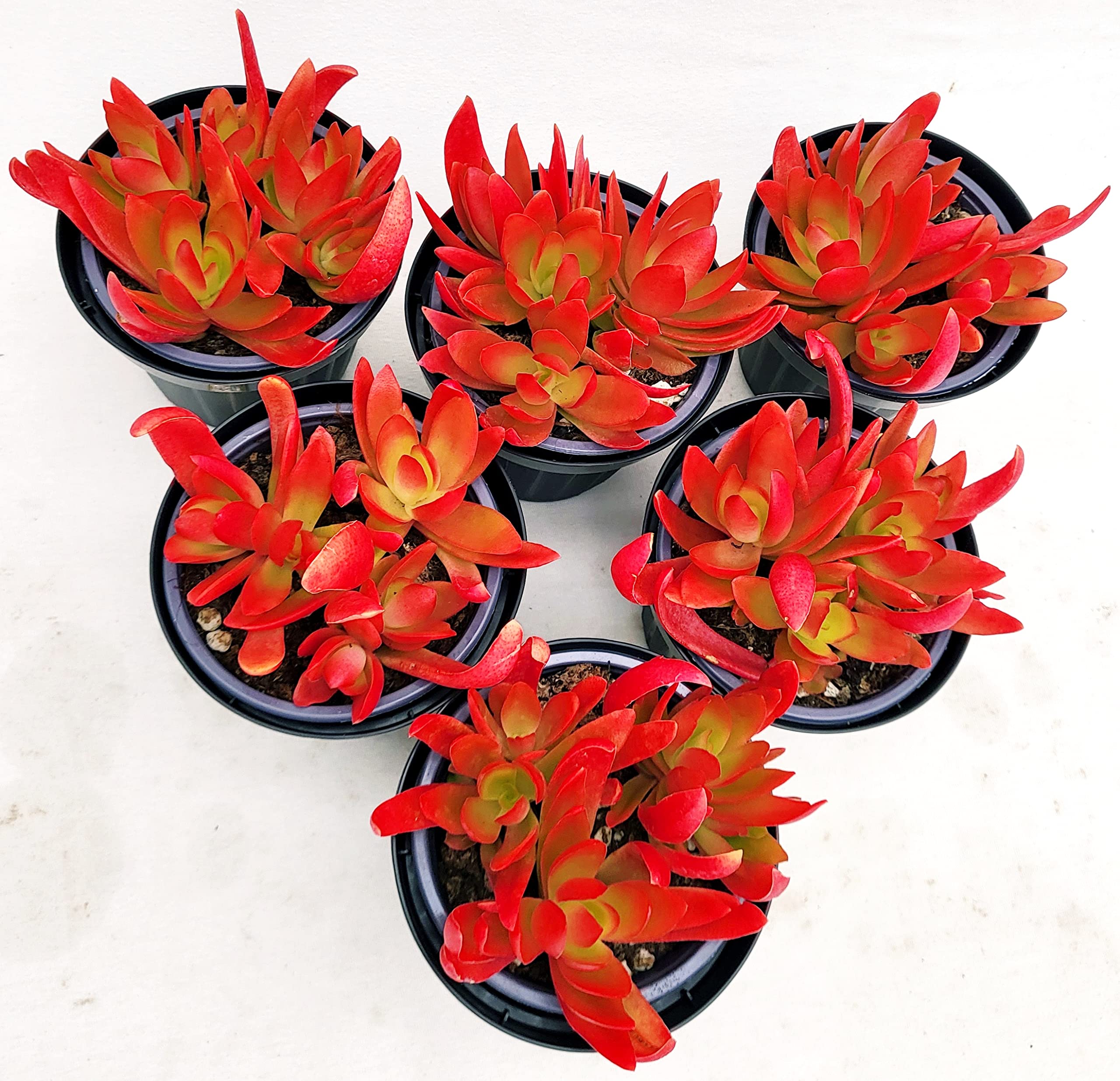 POWERS TO FLOWERS - PIANTA GRASSA, ECHEVERIA ROSSA NATURALE "VULCANO" VASO 11CM DIAMETRO, 6 PIANTE, piante vere
