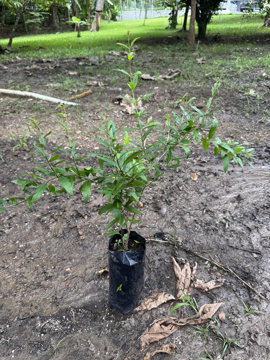 Black Pomegranate (Punica granatum/Live Fruit Tree 10inch-18inch