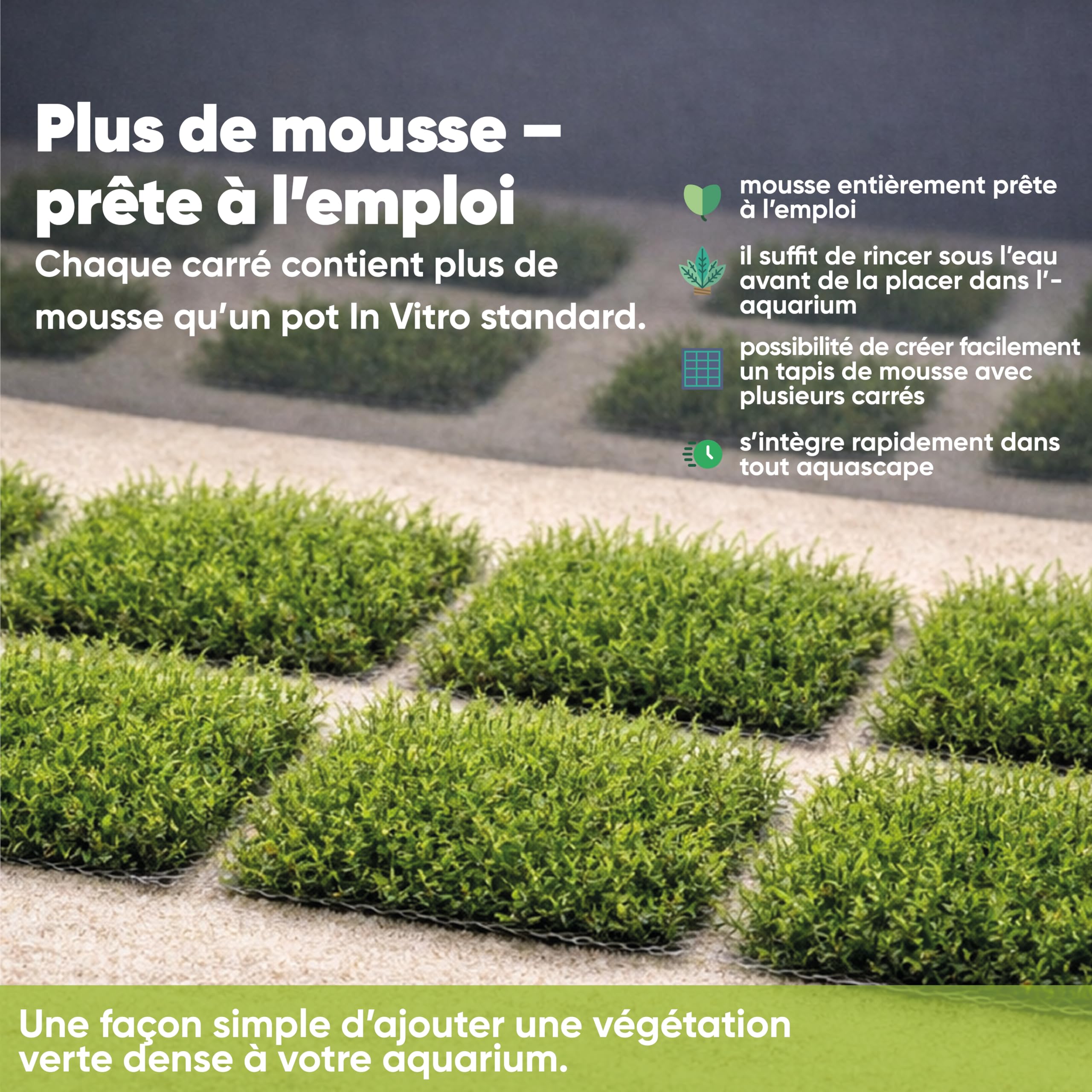 AquaBreedingSkill mousse de Taiwan sur grille en acier inoxydable 8×8 cm – Taxiphyllum sp. mousse d’aquarium vivante – tapis de mousse prêt à l’emploi pour aquascaping, crevettes et nano aquarium