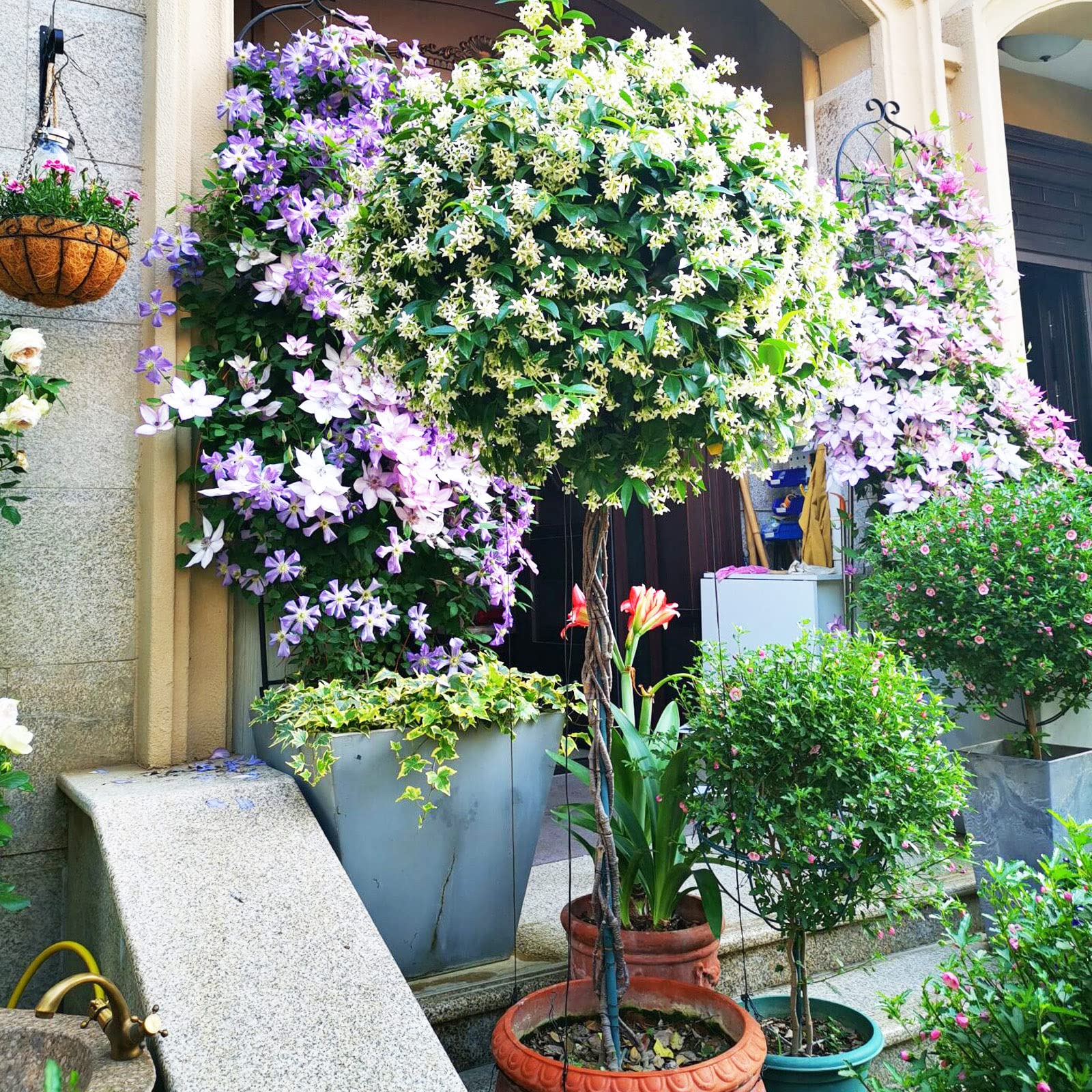 Traliccio da giardino a forma di lecca-lecca, per piante