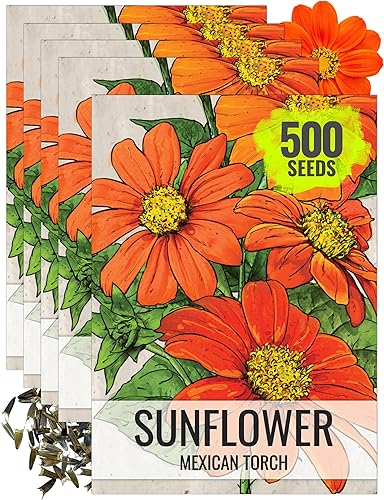 Miniatura 8 de Seed Needs, Semillas de girasol mexicano, 100 semillas tradicionales para plantar Tithonia rotundifolia, flores silvestres anuales que atraen a