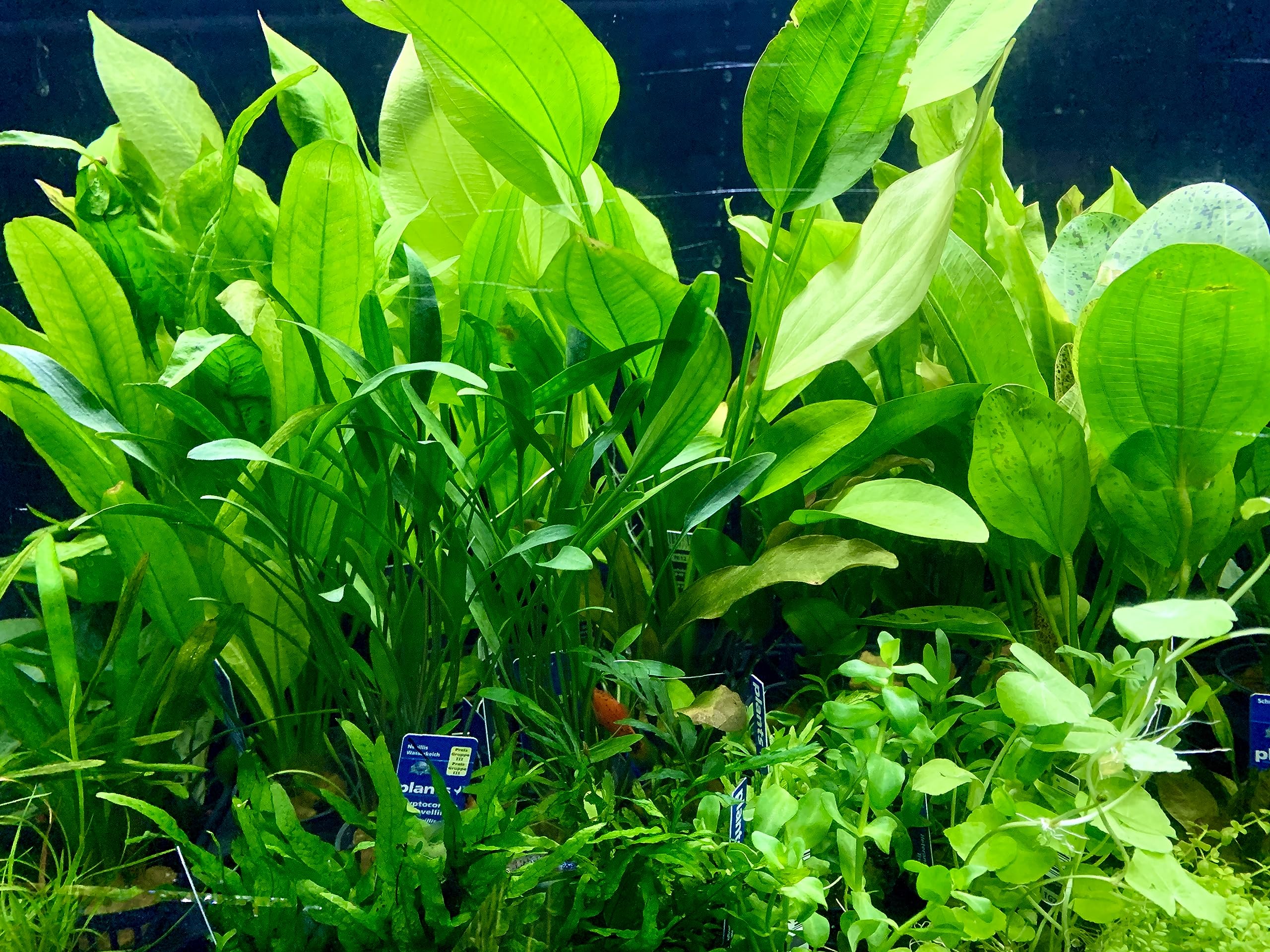 Daxton-Plant - 10 Bund Wasserpflanzen Mix - Aquarim - Pflanzen - gegen Algen - 10 Bund Pflanzen