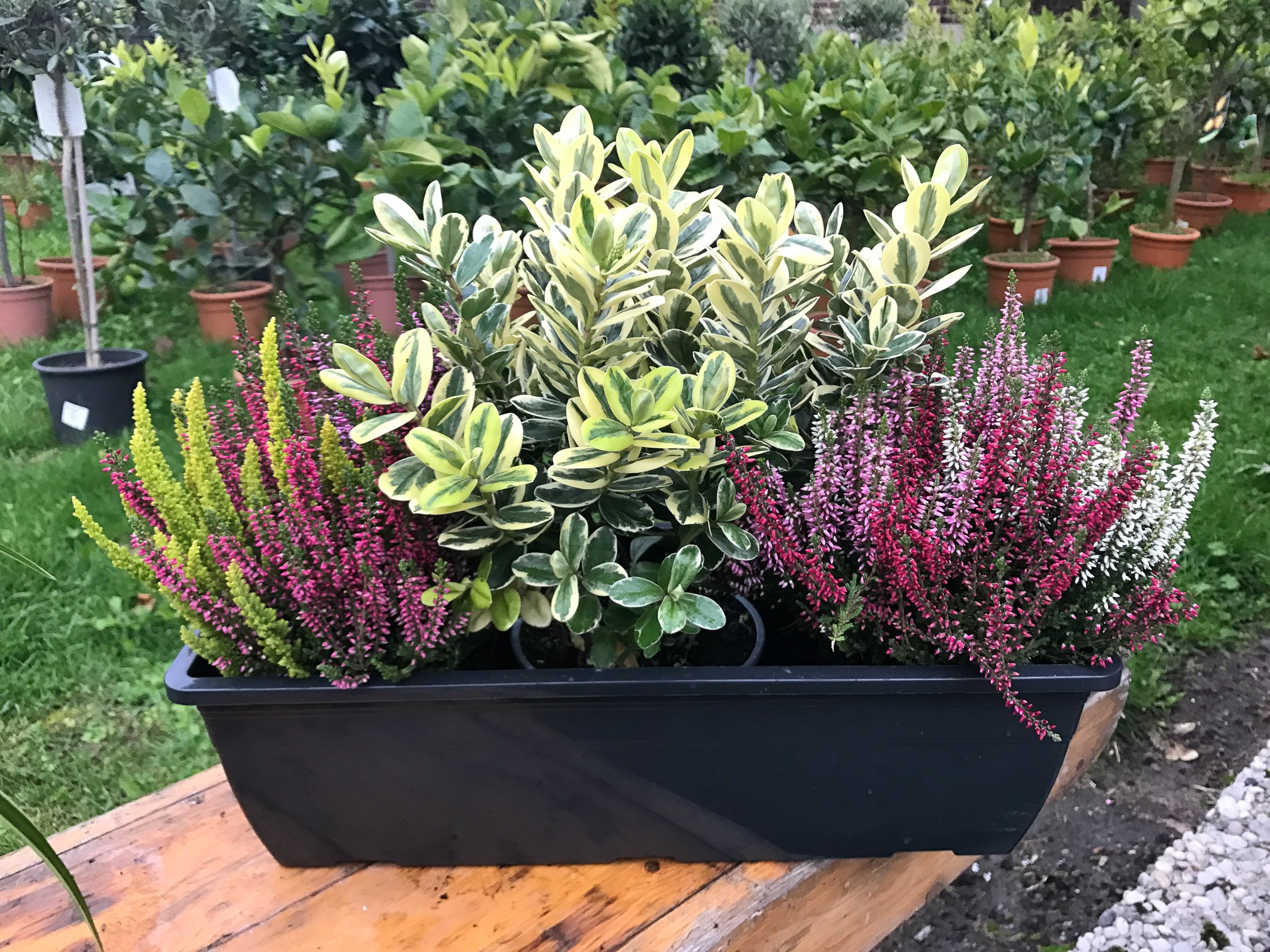blumenkasten für breites geländer Pflanzkasten für Geländer | 55 cm main image 1