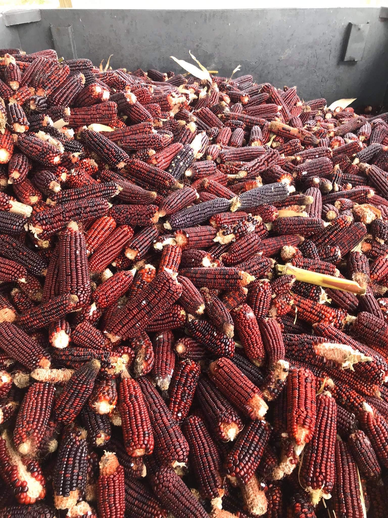 North Georgia Still Company's Bloody Butcher Cracked Corn 10 lbs. for Moonshine